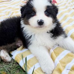 Mocha - Black tri-color male Australian Shepherd puppy in Kearney, Nebraska from Helix Aussies