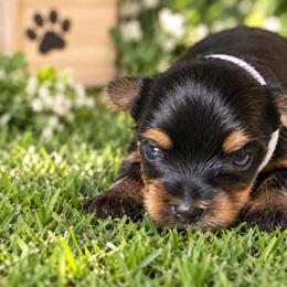 Milo - Black and tan male Yorkshire Terrier puppy in Mukilteo, Washington from Yorkiecharm