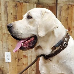 Ben - Labrador Retriever