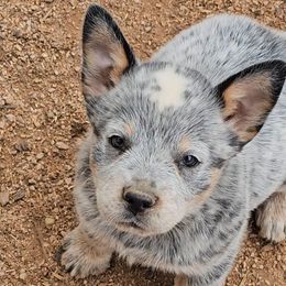 Sparkles - Blue mottled female Australian Cattle Dog puppy in China Grove, North Carolina from Indigojos Australian Cattle Dogs