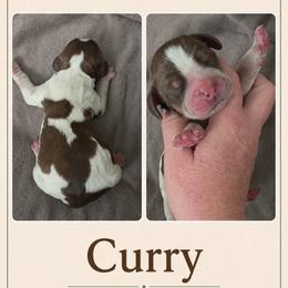 Curry - Tri-Roan male English Springer Spaniel puppy in Fort White, Florida from Thunderbird Springers