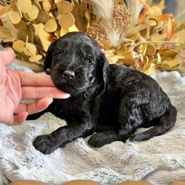 Cookie- Purple Collar - Black female Goldendoodle puppy in Bay City, Texas from Charming Doods Goldendoodles