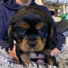 Boy 3 - Black and tan Cavalier King Charles Spaniel puppy in Zion Crossroads, Virginia from Karma's Cavaliers