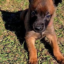 Croft's Red - Mahogany male Belgian Malinois puppy in Berry, Alabama from North River k9