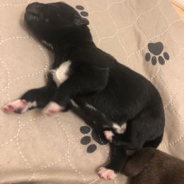 Pomsky Puppies from Eclipse Pomsky’s