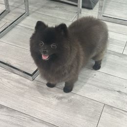 Beauty 🖤 - Pomeranian