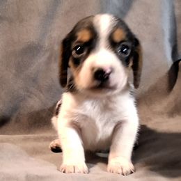 Boy 2 - Blue tan and white male Beagle puppy in Laton, California from McMillan Family Kennels