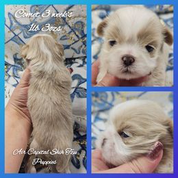 Comet - Cream and white male Shih Tzu puppy in Maize, Kansas from Air Capital Shih Tzu Puppies
