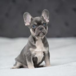 Dorothy - Blue female French Bulldog puppy in Austin, Texas from Ward's Frenchies 2 Yours