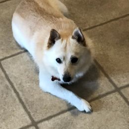 Schipperkes from Lost Prairie Puppies