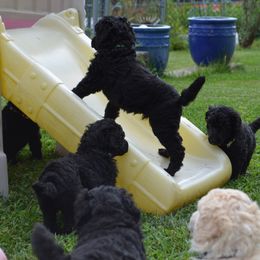 Poodle Puppies from D and D Standard Poodles