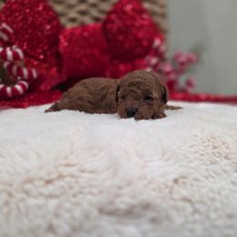 Ripley (CKC) - Red  female Poodle puppy in Rainbow City, Alabama from Spinks Poodles