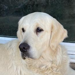 Letti - Light golden female Golden Retriever puppy in Lake Hughes, California from Golden Hills Retrievers