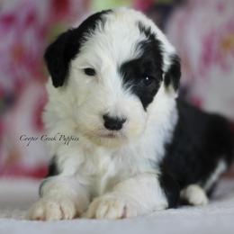 Earnest - Black and white male Sheepadoodle puppy in Lowry City, Missouri from Cooper Creek Puppies