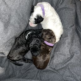 Poodle Puppies from Sarah’s Standards