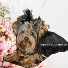 Maggie - Yorkshire Terrier