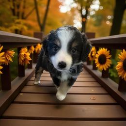 Marley - Black tri female Miniature American Shepherd puppy in Godley, Texas from Flying H Toy and Mini Aussies
