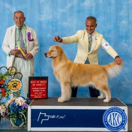 Puppys - Golden male Golden Retriever puppy in Miami, Florida from Dreamers Goldens