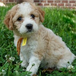 Goldendoodle Puppies from Music City Goldendoodles