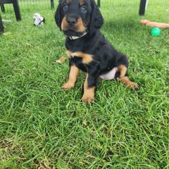 Gordon Setter Puppies from Tom McCleary