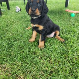 Gordon Setter Puppies from Tom McCleary