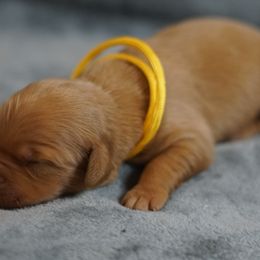 Yellow Boy - Dark golden male Golden Retriever puppy in Ozark, Alabama from Nomadic Reds Golden Retrievers