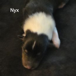 NYX - Black white and tan female Collie puppy in Lafayette, Indiana from Katrina's Collies