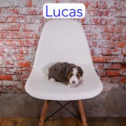 Lucas - Blue merle male Bernedoodle puppy in Calhoun, Georgia from Happy Top Doodles