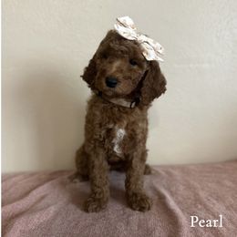Pearl - Red  female Goldendoodle puppy in Crothersville, Indiana from Wischmeier’s Doodles