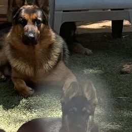 German Shepherd Puppies from AB_Elite_GSD