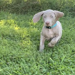 Weimaraner Puppies from Jennifer Anne's Weimaraners