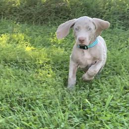 Weimaraner Puppies from Jennifer Anne's Weimaraners