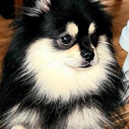 Quinn - Black and tan male Pomeranian puppy in Turnersville, New Jersey from MK Exquisite Poms