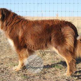 Evee - Red tri-color female Australian Shepherd puppy in Colorado Springs, Colorado from Dawn 2 Dusk Ranch