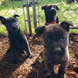 Dutch Shepherd Puppies from Blackcraft K9
