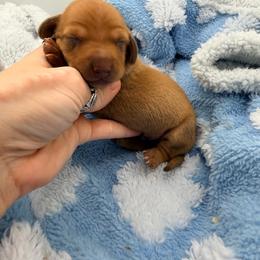 Red baby - Red male Dachshund puppy in Tracy, California from JnA Dachshunds