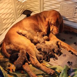ELLIE - Bloodhound