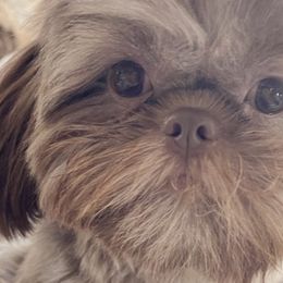 Shih Tzus from Divine Shih Tzu of Fairland