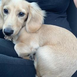 Dachshund Puppies from Ruby Rose Dachshund Dynasty