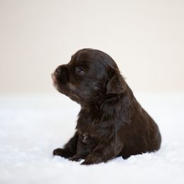 Miniature Schnauzer Puppies from Schnauzah