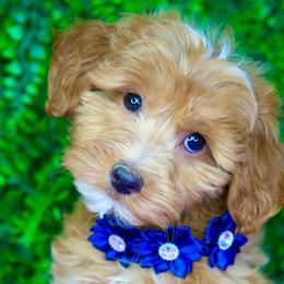 Nala - Cream female Goldendoodle puppy in Brandon, Florida from Murphys Doodles