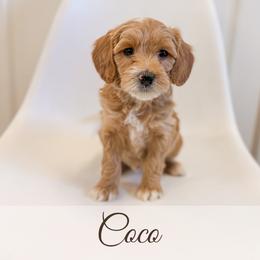 Coco - Cream female Goldendoodle puppy in Melba, Idaho from KZ Doodles