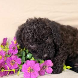 Mia - Black female Poodle puppy in Salt Lake City, Utah from Puppy Promise