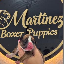 Boy 2 - Brindle male Boxer puppy in Orlando, Florida from Martinez AKC Boxers of Central Florida