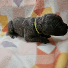 Fairy - Gray female Cane Corso puppy in Roachdale, Indiana from Cast Iron Kennels