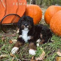 Witney - Tri-color female Bernedoodle puppy in Glenwood, New Mexico from Brush Fire Doodles