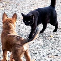 Belgian Laekenois Puppies from Cal Curly Coats Belgian Laekenois