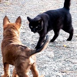 Belgian Laekenois Puppies from Cal Curly Coats Belgian Laekenois