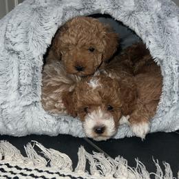 Cavapoo, Cockapoo, Goldendoodle, and Maltipoo Puppies from Perdue Puppies
