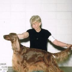 Irish Setters from Cairncross Irish Setters